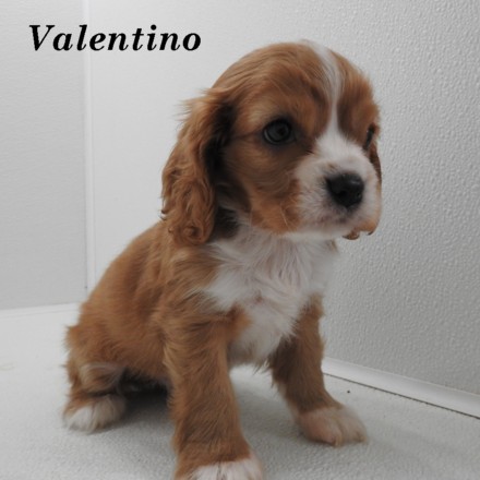 puppy, for, sale, Cock A Lier, Joe & Cherri  Overlease, dog, breeder, Miller, MO, dog-breeder, puppy-for-sale, forsale, nearby, find, puppyfind, locator, puppylocator, aca